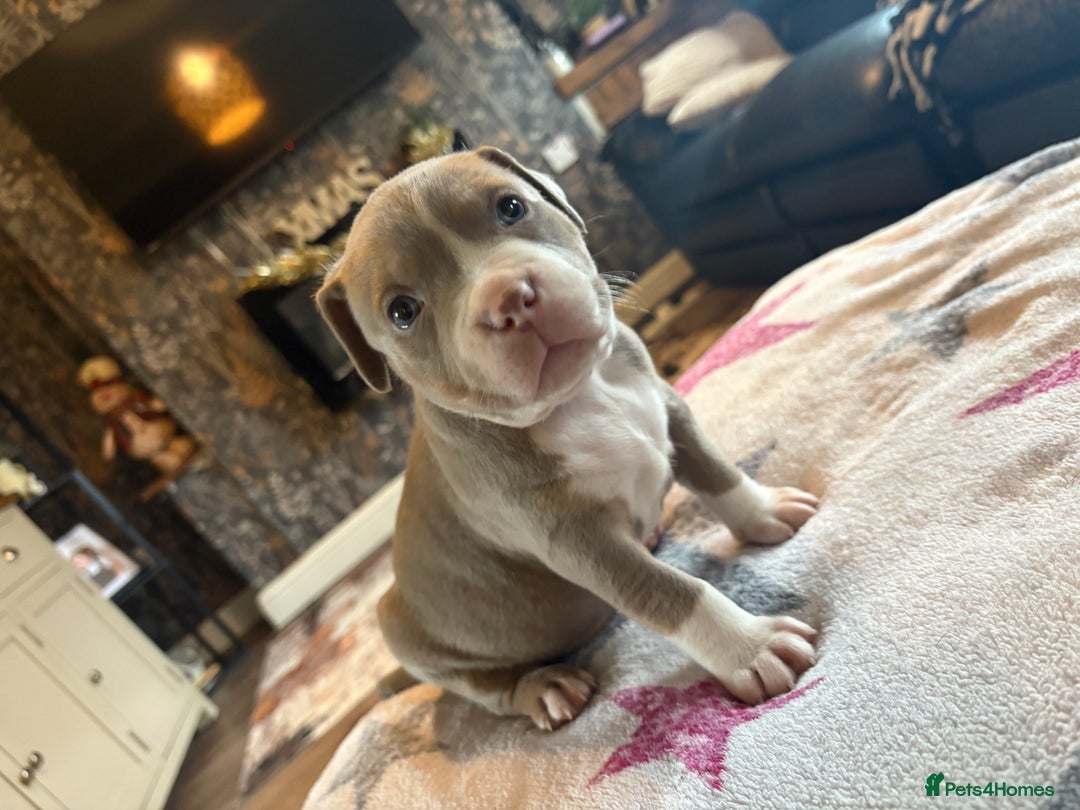 American Bully dogs for sale: American bully standard puppies  - Advert 3