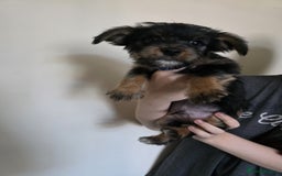 Mixed Breed dogs for sale: 💞 Beautiful Yorkie Russel Puppies 💞 - Image 27