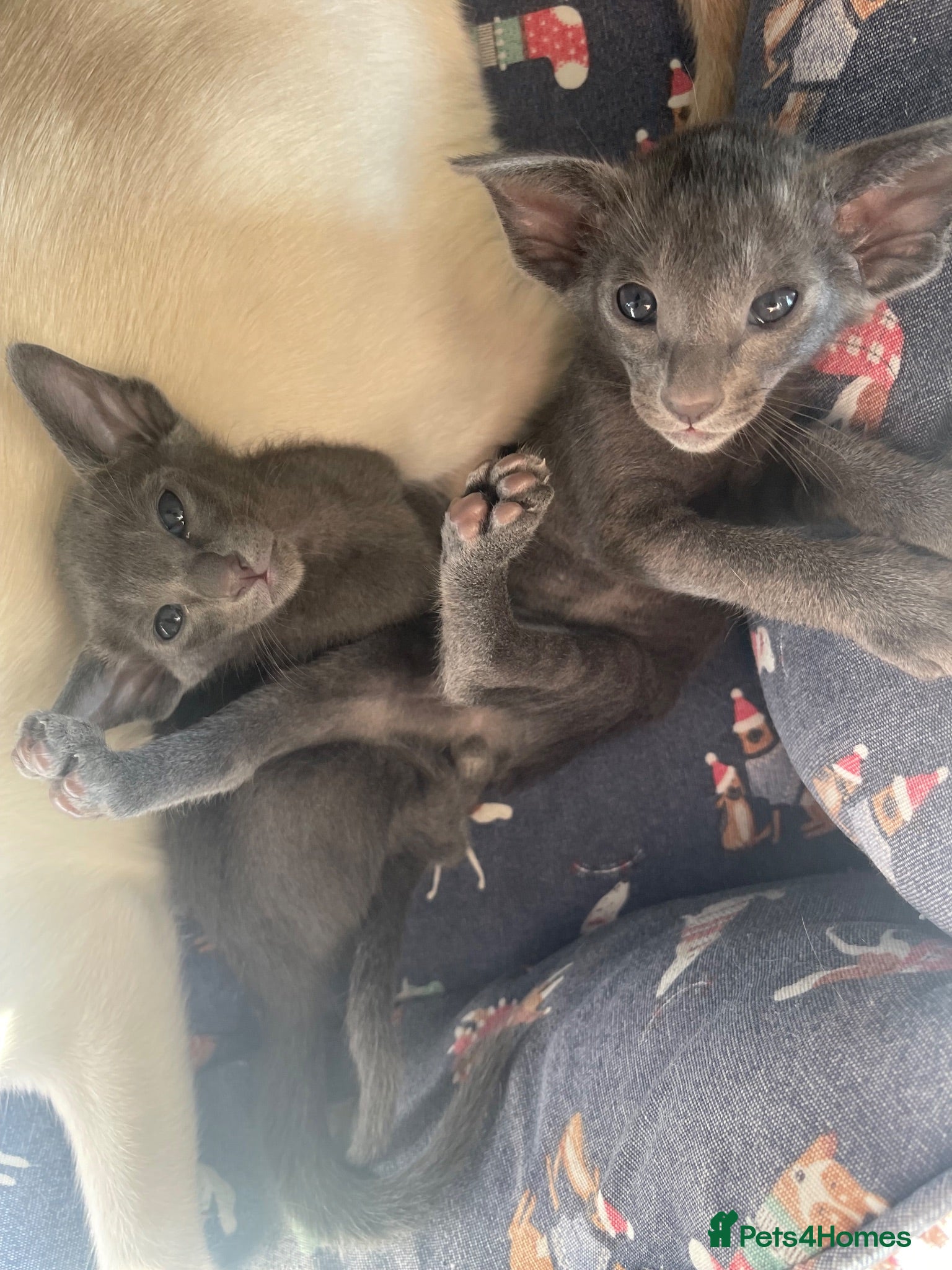 Siamese cats 🩵Lovely Siamese boys  - Advert 10