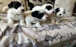 Sealyham Terrier dogs for sale: Quality KC registered Sealyham Terrier pups - Image 1