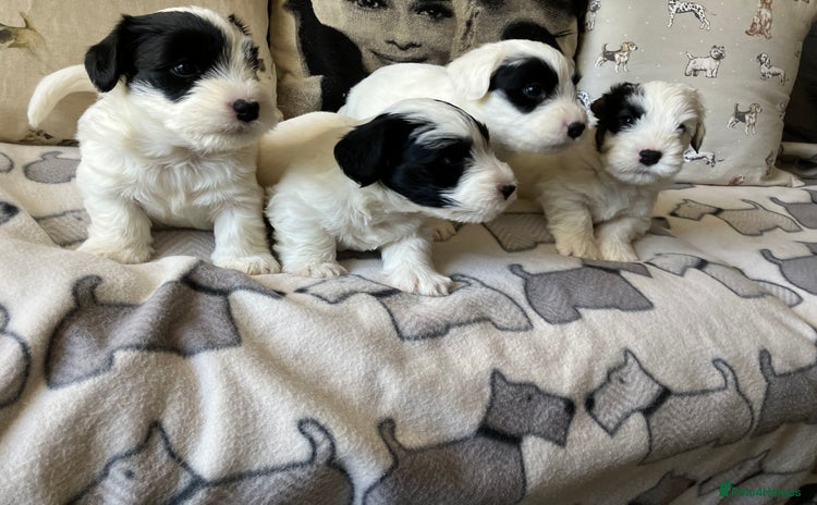 Sealyham Terrier dogs - Advert 1