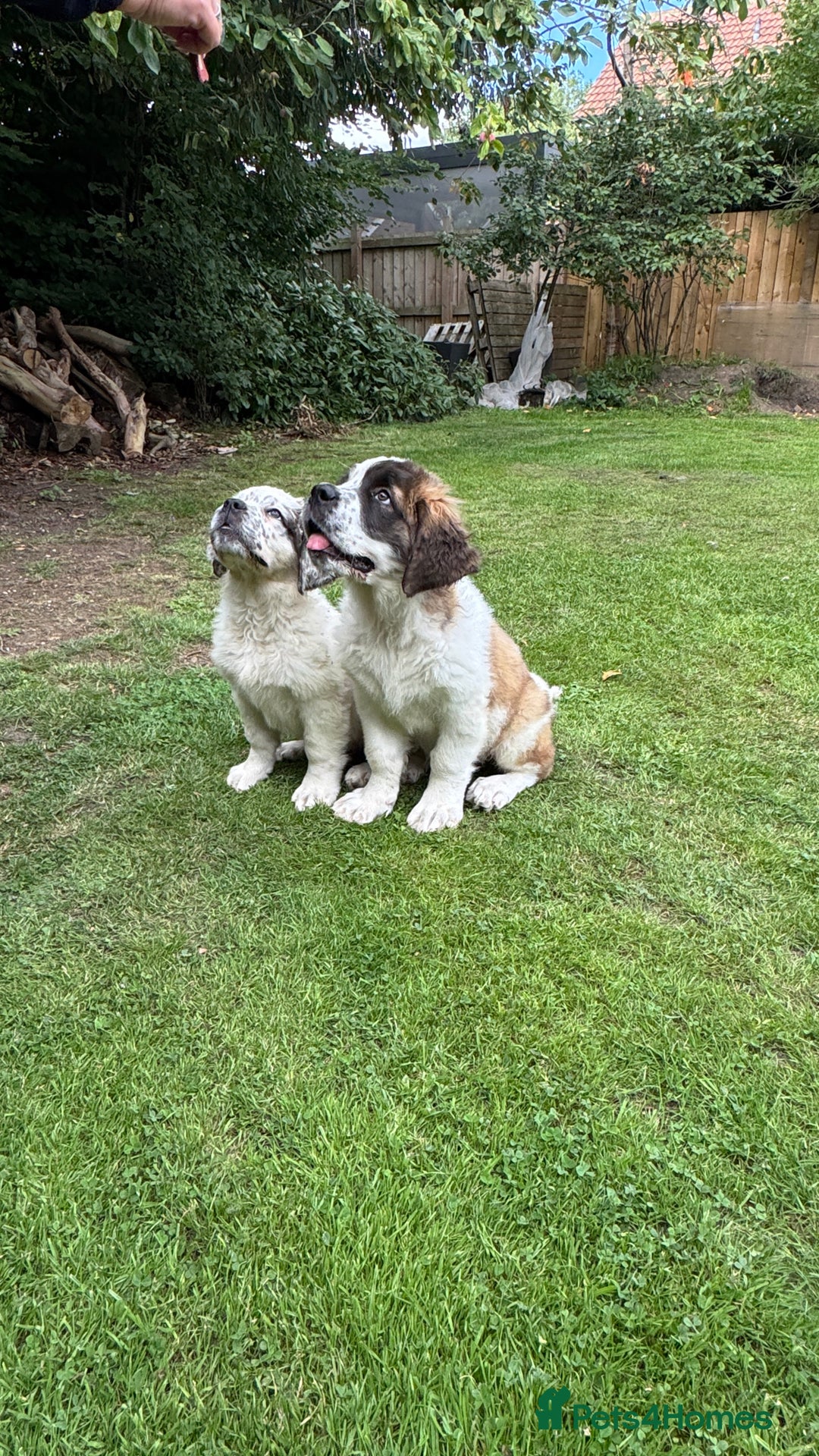 Saint Bernard dogs for sale: Last beautiful female St Bernard puppy for sale.  - Image 9