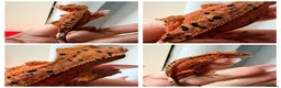 Gecko reptiles for sale: Various Crested Geckos for new homes  - Advert 1