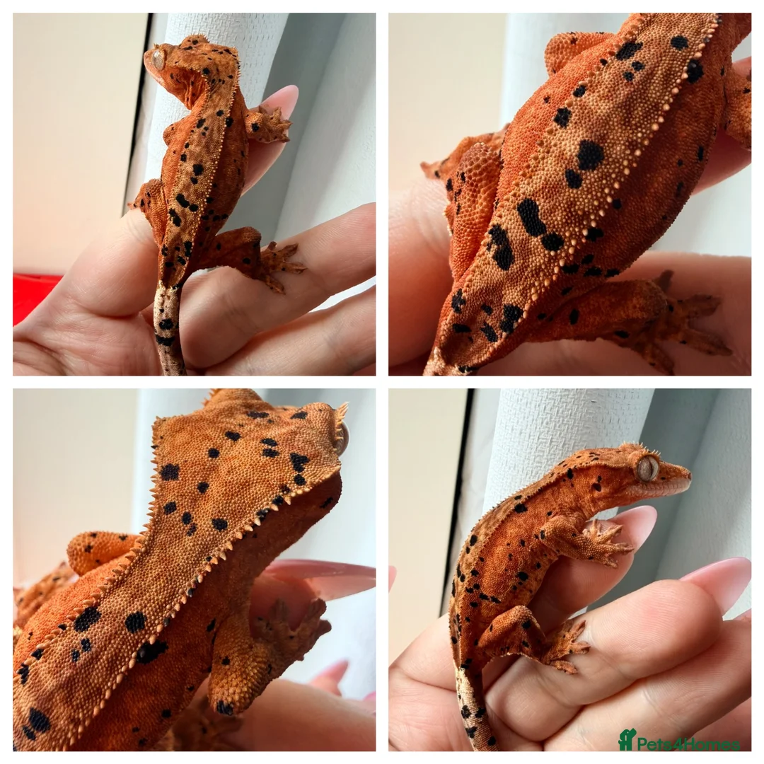 Gecko reptiles for sale: Various Crested Geckos for new homes  - Advert 1