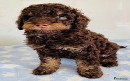 Cockapoo dogs for sale: Unique & stunning full DNA tested Cockapoo puppies - Image 31