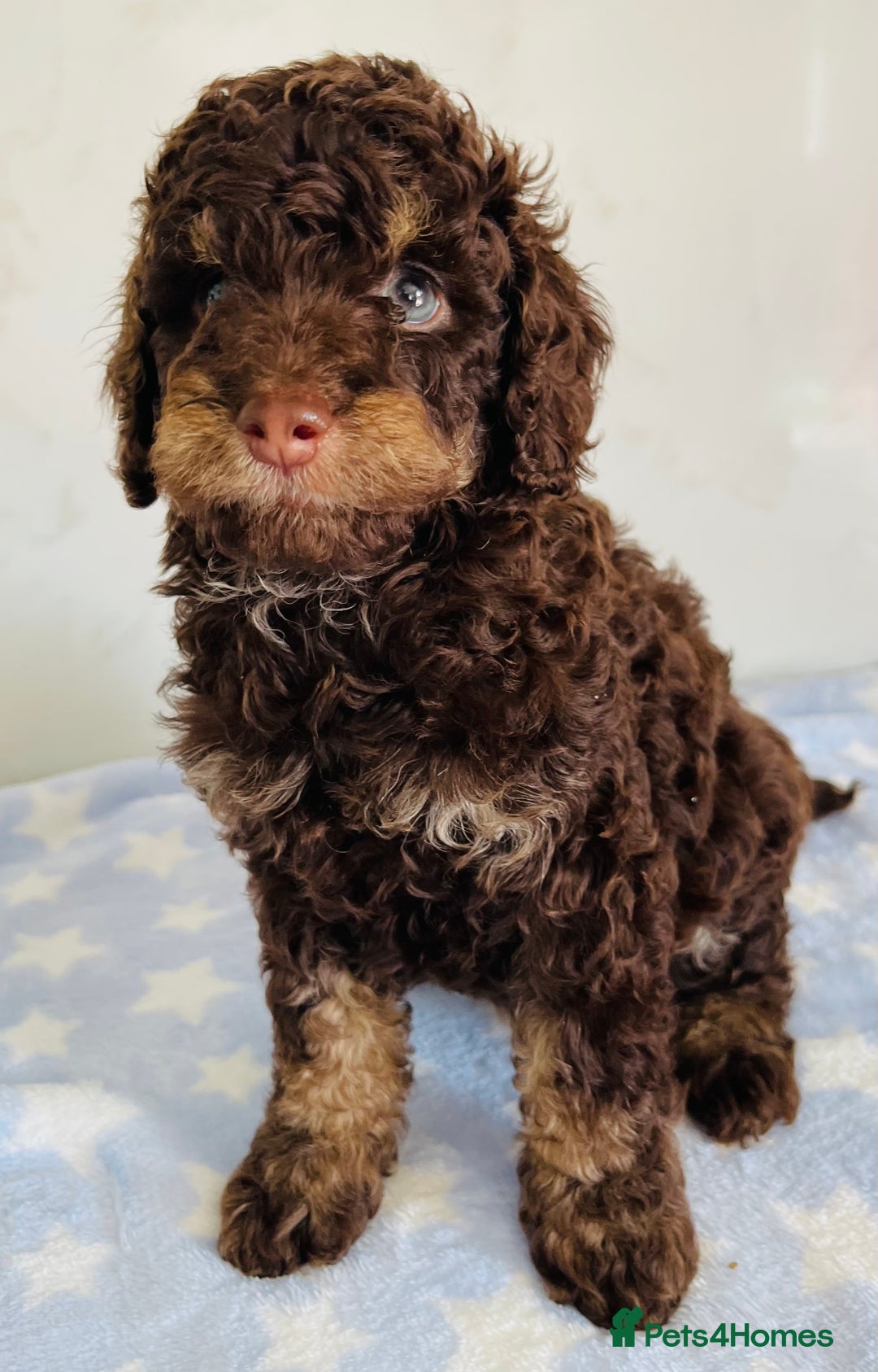Cockapoo dogs for sale: Unique & stunning full DNA tested Cockapoo puppies - Image 31