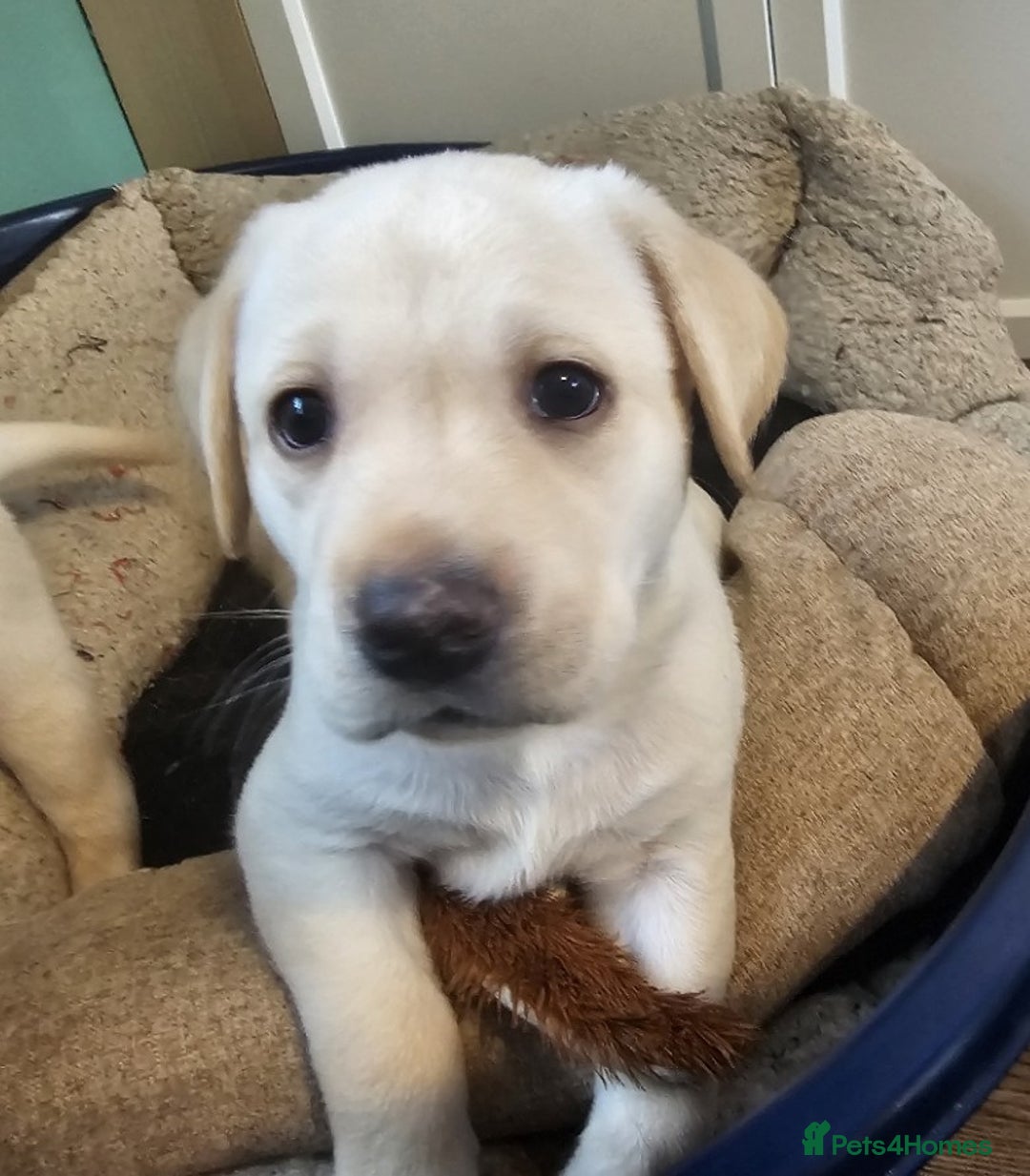 Labrador Retriever dogs for sale: Beautiful litter of yellow labrador retrievers - Image 7