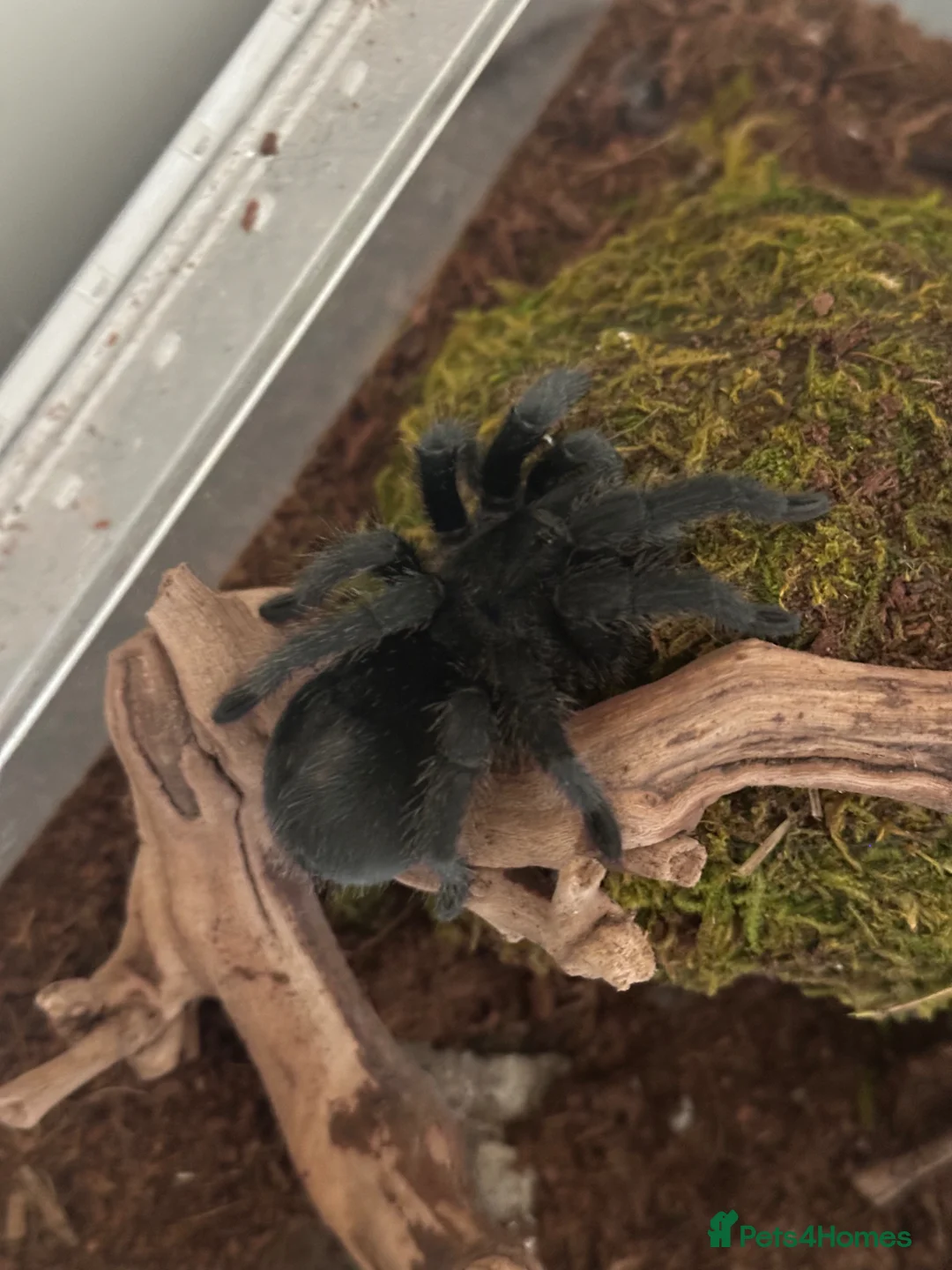 Tarantulas invertebrates for sale: Brazilian black tarantula (grammostola pulchra) - Advert 2