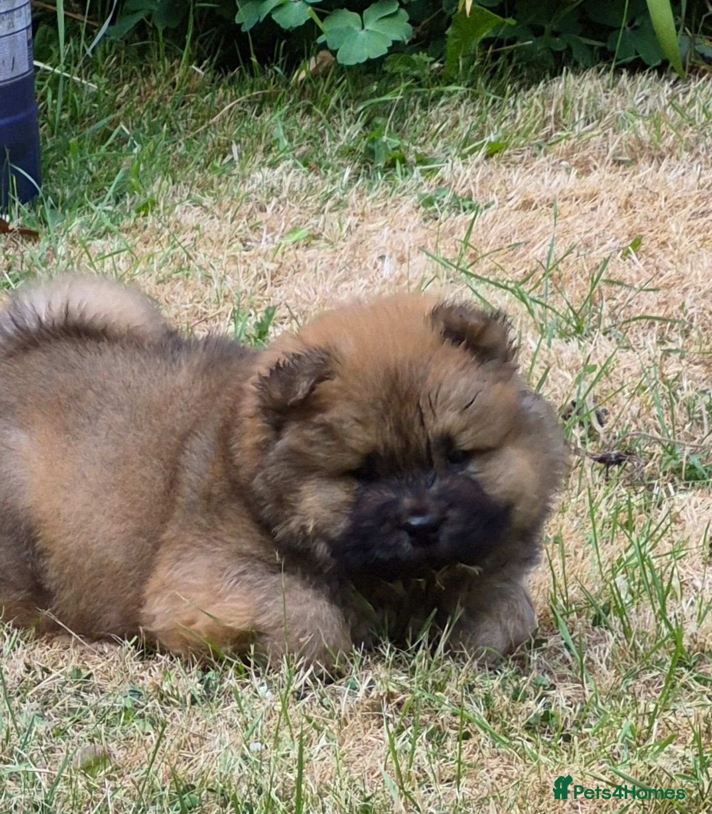 Chow Chow dogs Kc reg chow chow pups  - Advert 7