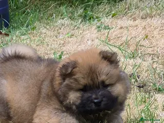 Chow Chow dogs Kc reg chow chow pups - Advert 7