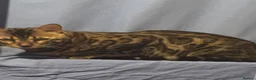 Bengal cats for sale: Male Benegal cat for sale  in Keighley - Advert 3