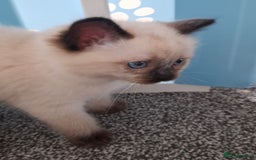 Ragdoll cats for sale: Beautiful Ragdolls 4 boys and 2 girls  - Image 22