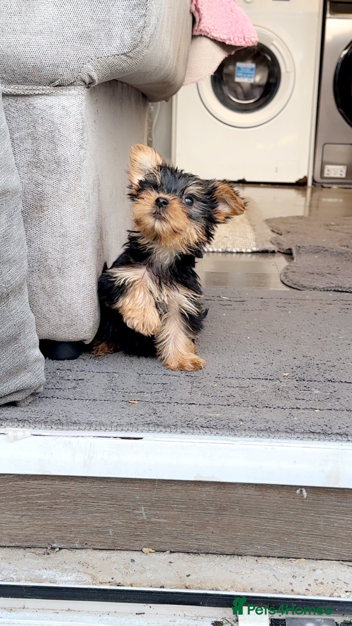 Yorkshire Terrier dogs Beautiful Yorkshire terriers pups  - Advert 1