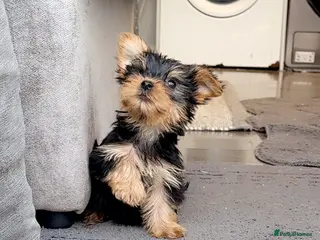 Yorkshire Terrier dogs Beautiful Yorkshire terriers pups - Advert 1