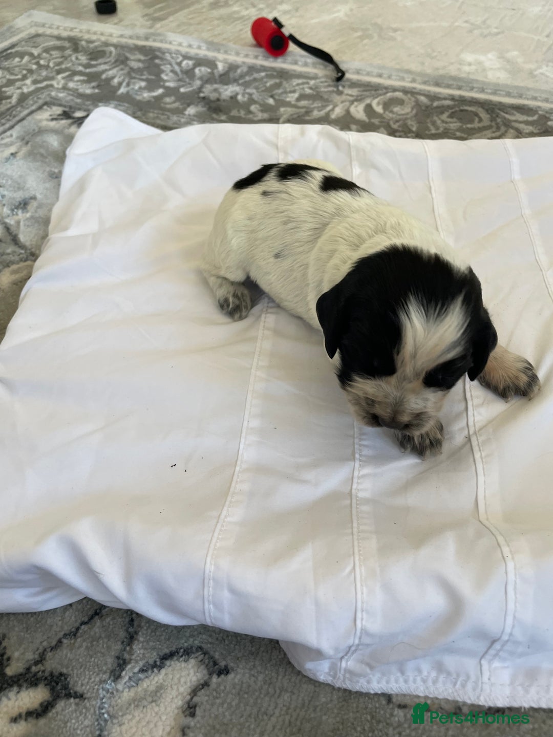 Cocker Spaniel dogs for sale: Healthy puppies - Image 11