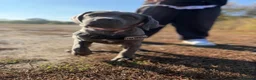 Cane Corso dogs for sale: Gorgeous 4 months old cane corso girl for sale - Advert 5