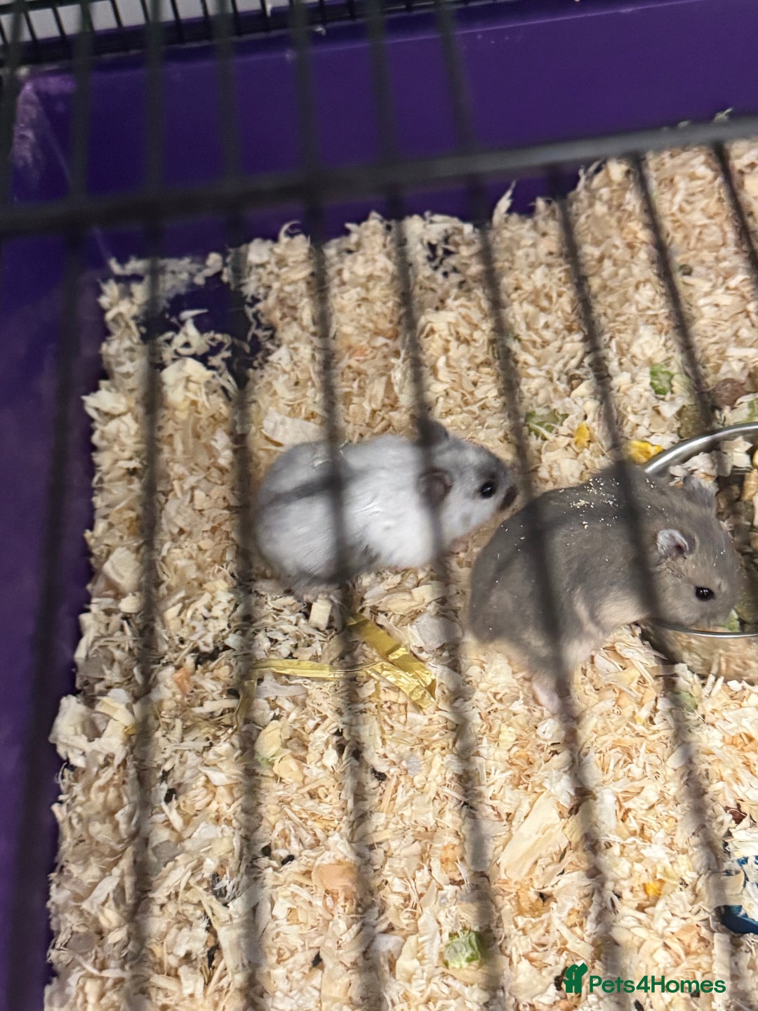 Hamster rodents for sale: Hamsters - Advert 3