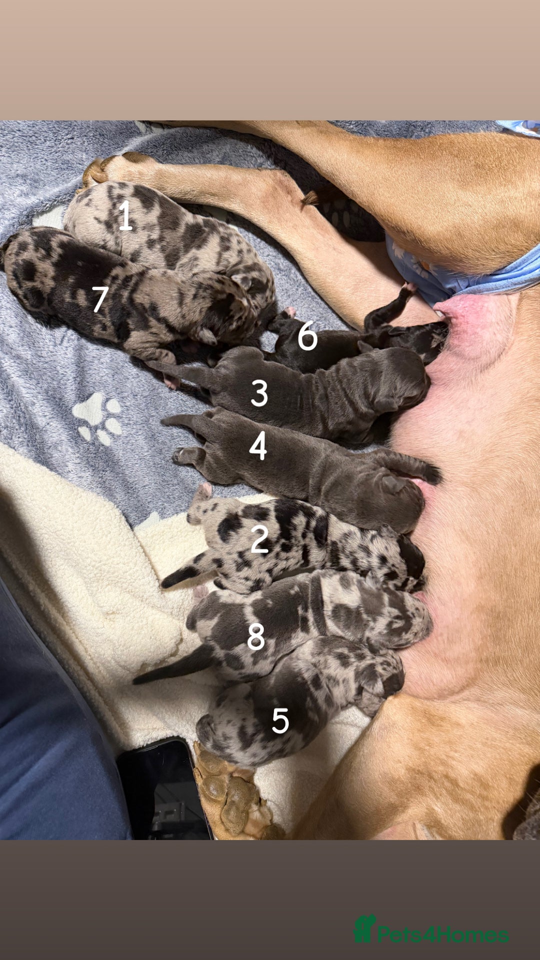 Cane Corso dogs for sale: Beautiful chunky  **  litter  - Advert 6