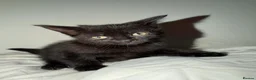 Mixed Breed cats for sale: 4 beautiful kittens ready for a safe/loving home  - Advert 8