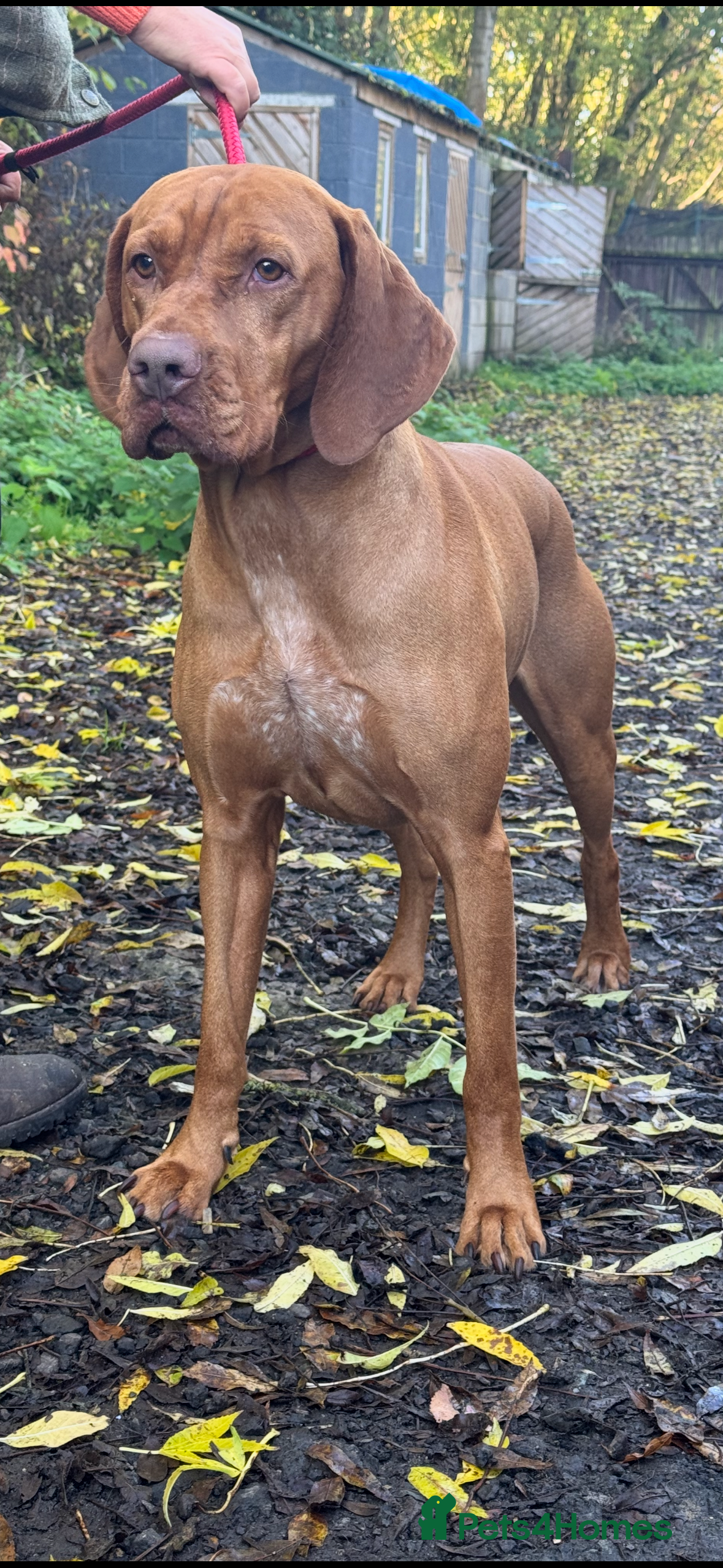 Hungarian Vizsla dogs Hungarian vizsla for stud only - Advert 8