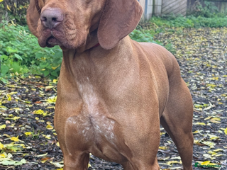 Hungarian Vizsla dogs - Advert 1