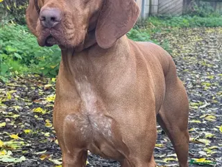 Hungarian Vizsla dogs Hungarian vizsla for stud only - Advert 22