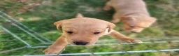Labrador Retriever dogs for sale: Fox red Labrador puppies - Advert 8
