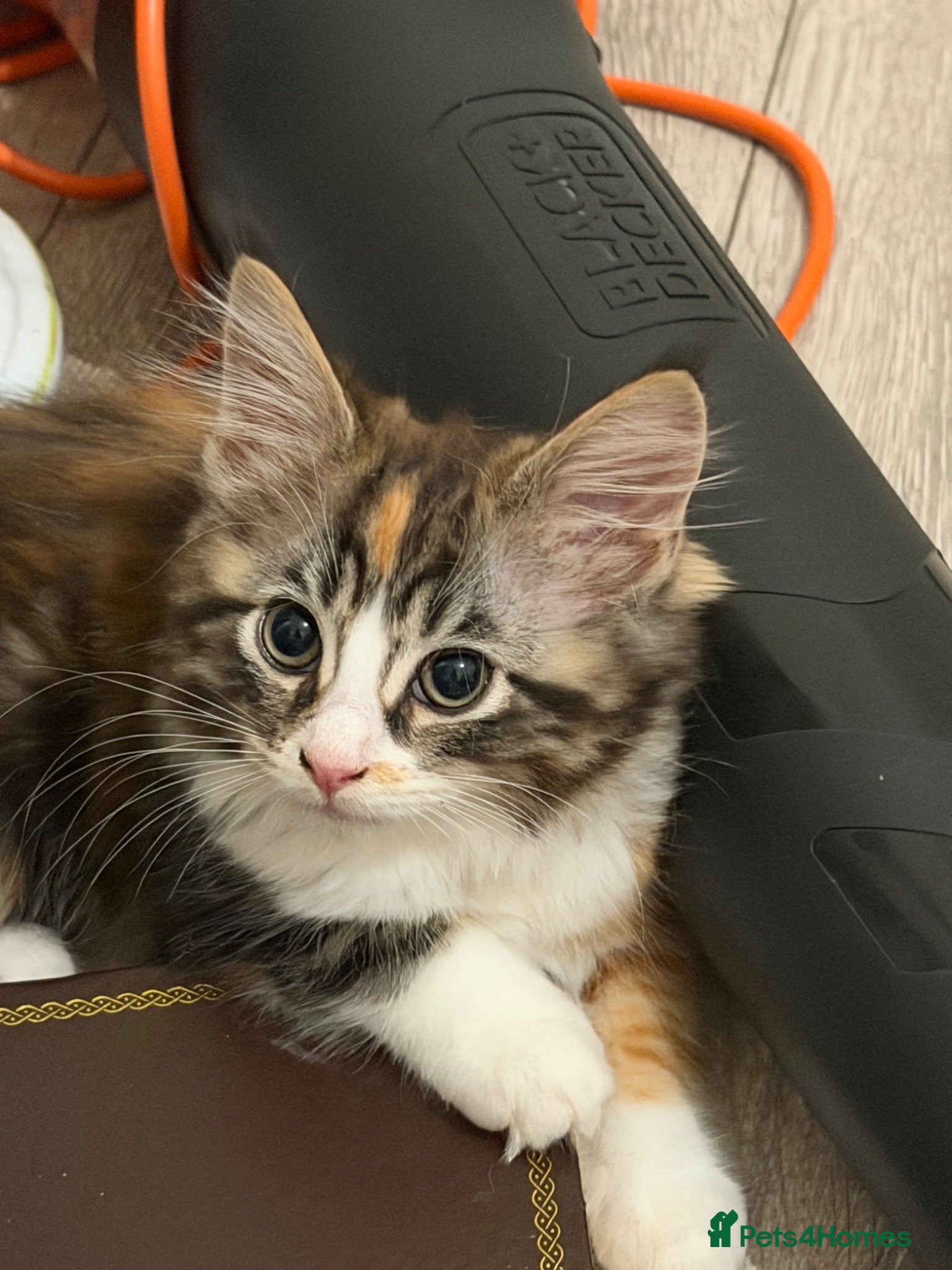 Maine Coon cats Maincoon X Ragdoll super soft kittens - Advert 1