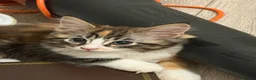 Maine Coon cats for sale: Maincoon X Ragdoll SALE - Advert 7