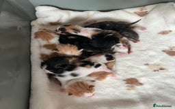 Domestic Shorthair cats for sale: Litter of 9 Beautiful Kittens - Image 9