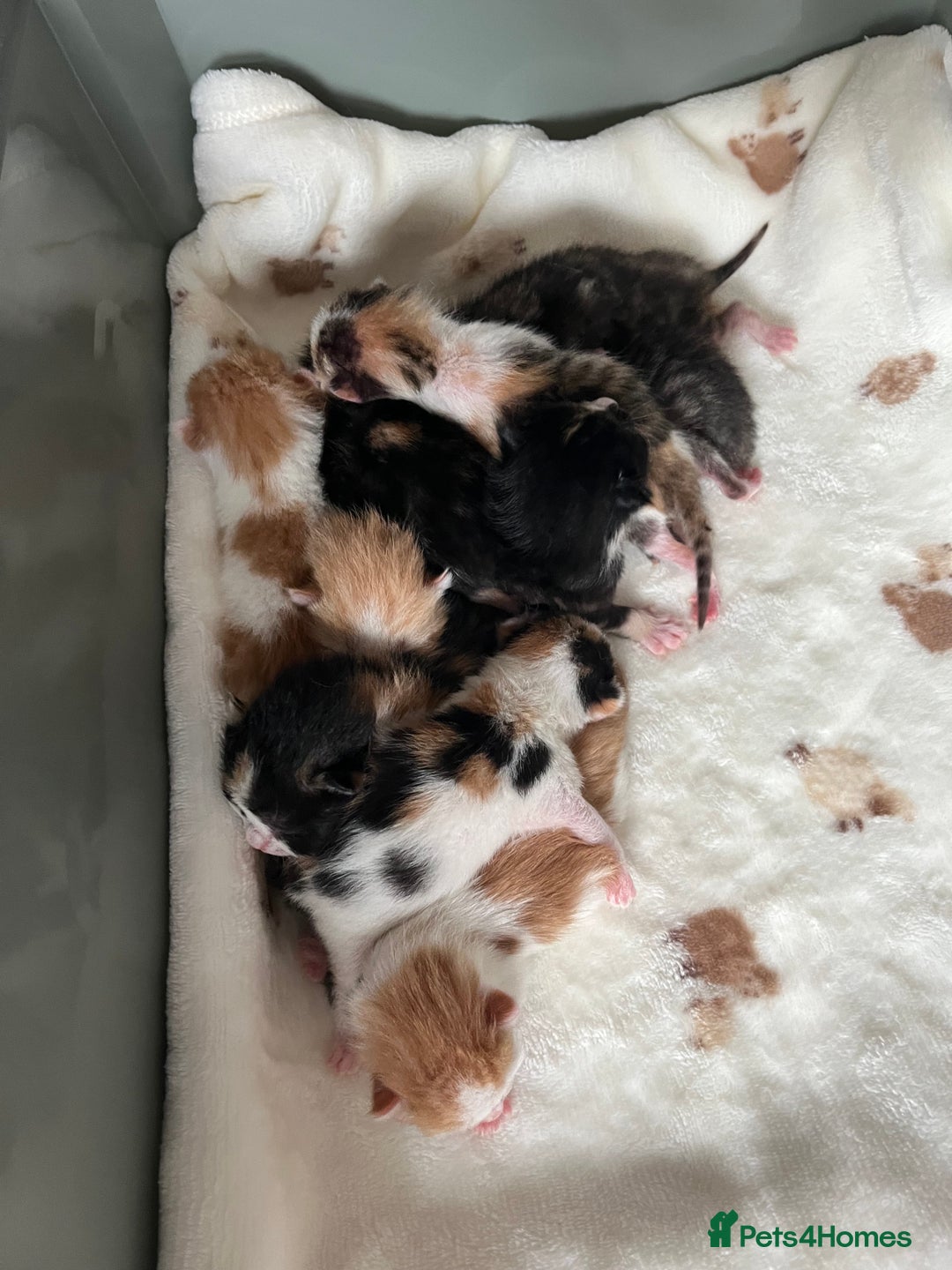 Domestic Shorthair cats for sale: Litter of 9 Beautiful Kittens - Image 9