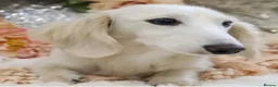 Miniature Dachshund dogs for sale: Dachshund miniature cream long hair  - Advert 2
