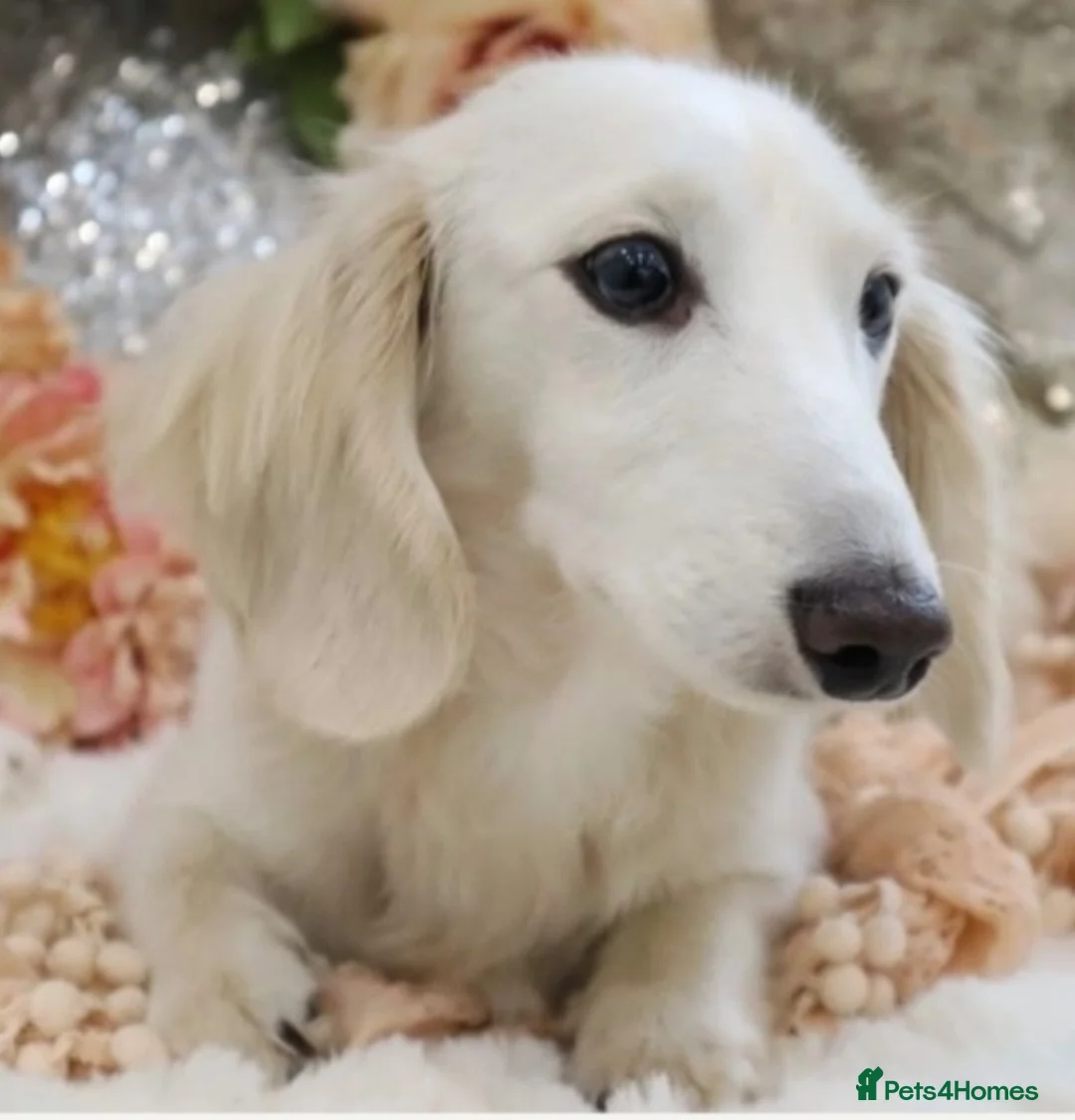 Miniature Dachshund dogs for sale: Dachshund miniature cream long hair  - Advert 2