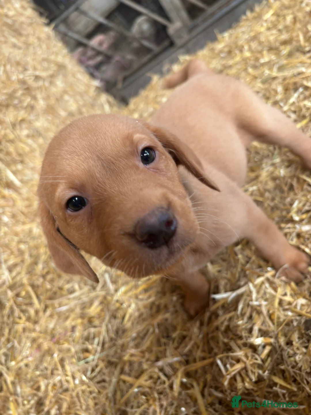 Labrador Retriever dogs for sale: Red fox Labrador puppies  - Advert 2