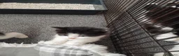 Mixed Breed cats for sale: Playful kittens  - Advert 3