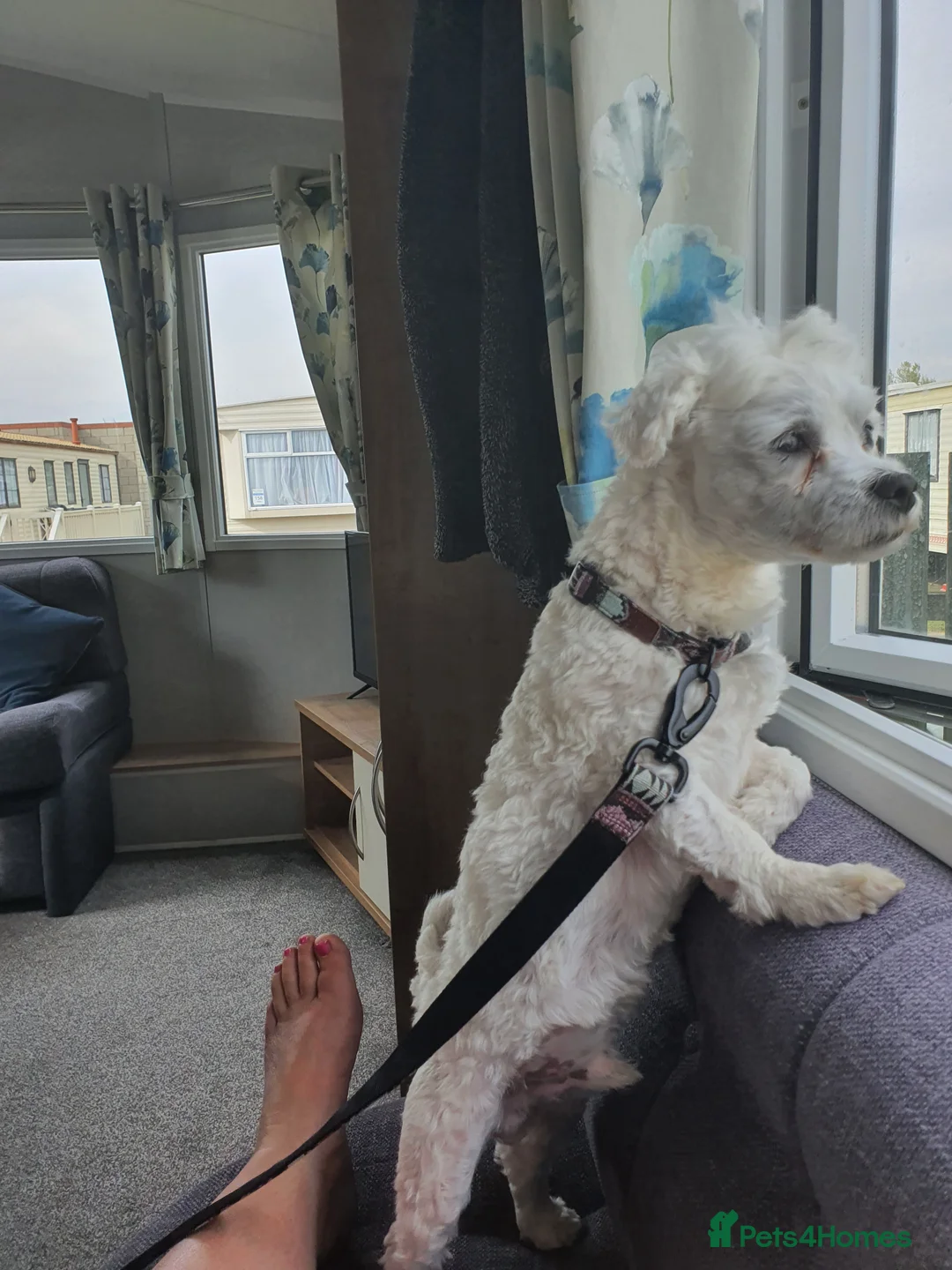 Maltese dogs for stud: Maltese in Ingatestone - Advert 3