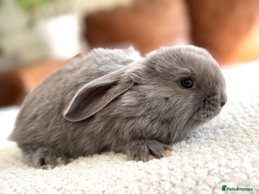 French Lop rabbits for sale: RESERVATIONS OPEN - Beautiful Baby French Lops - Image 12