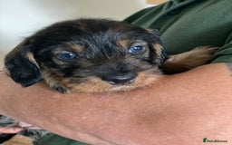 Dachshund dogs for sale: Fabulous Litter of Wirehaired Dachshund/ Teckels - Image 6