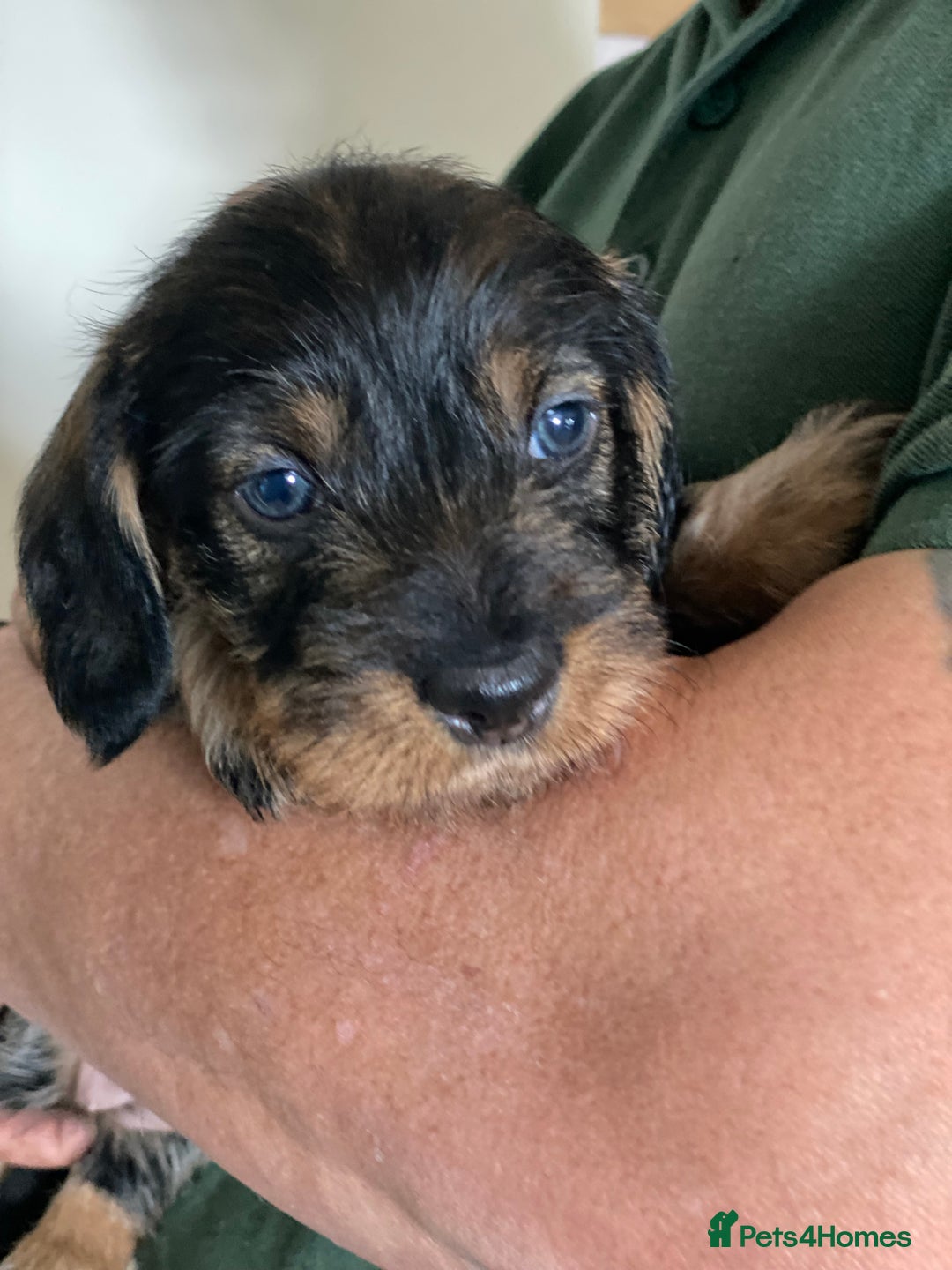 Dachshund dogs for sale: Fabulous Litter of Wirehaired Dachshund/ Teckels - Image 6