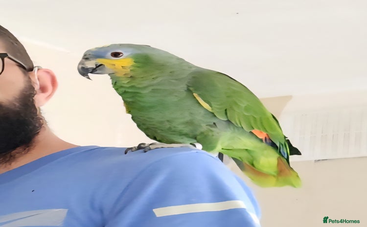 Parrots birds - Advert 1