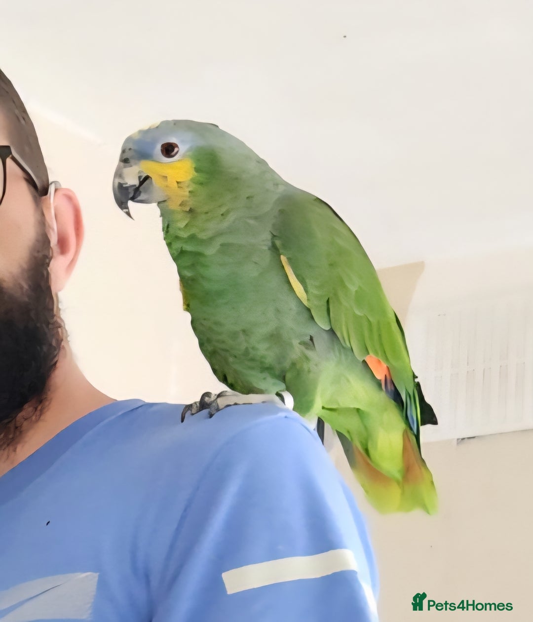 Parrots birds for sale: 2 Year old Amazon Parrot  - Image 1