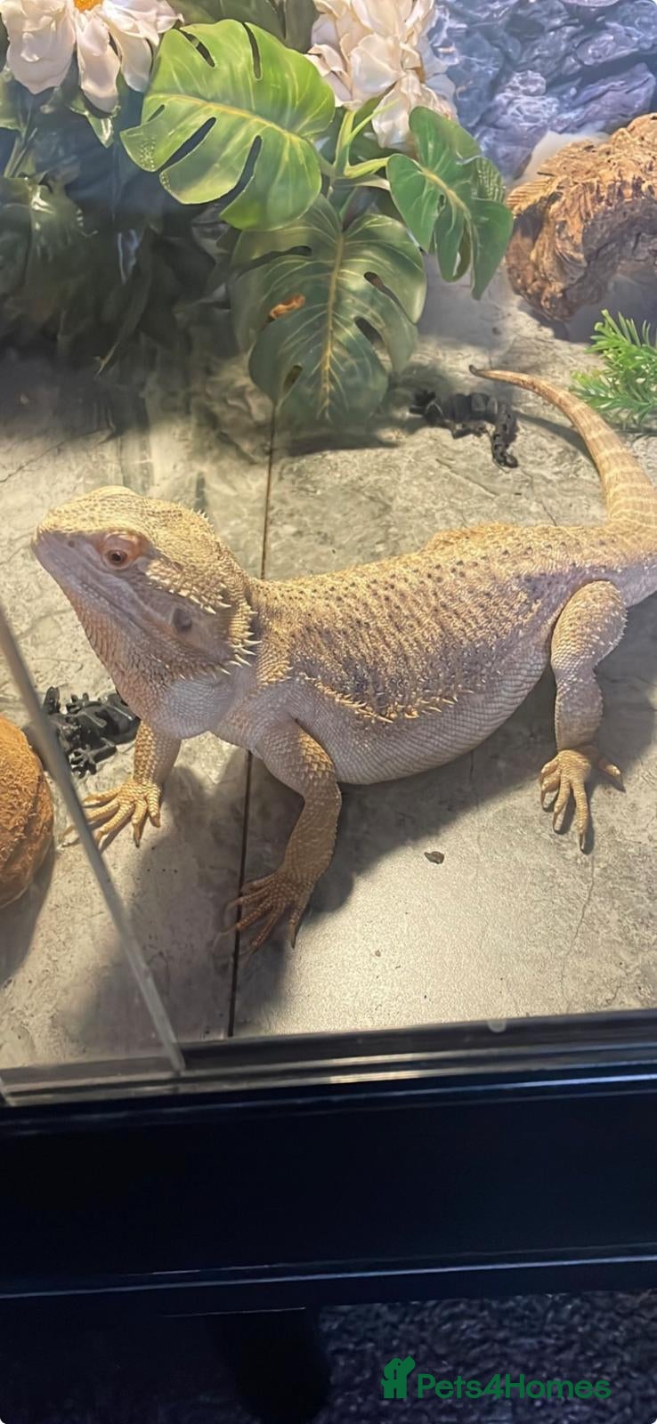 Bearded Dragon reptiles Bearded dragon in Ilkeston - Advert 2