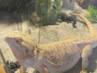 Bearded Dragon reptiles Bearded dragon in Ilkeston - Advert 2