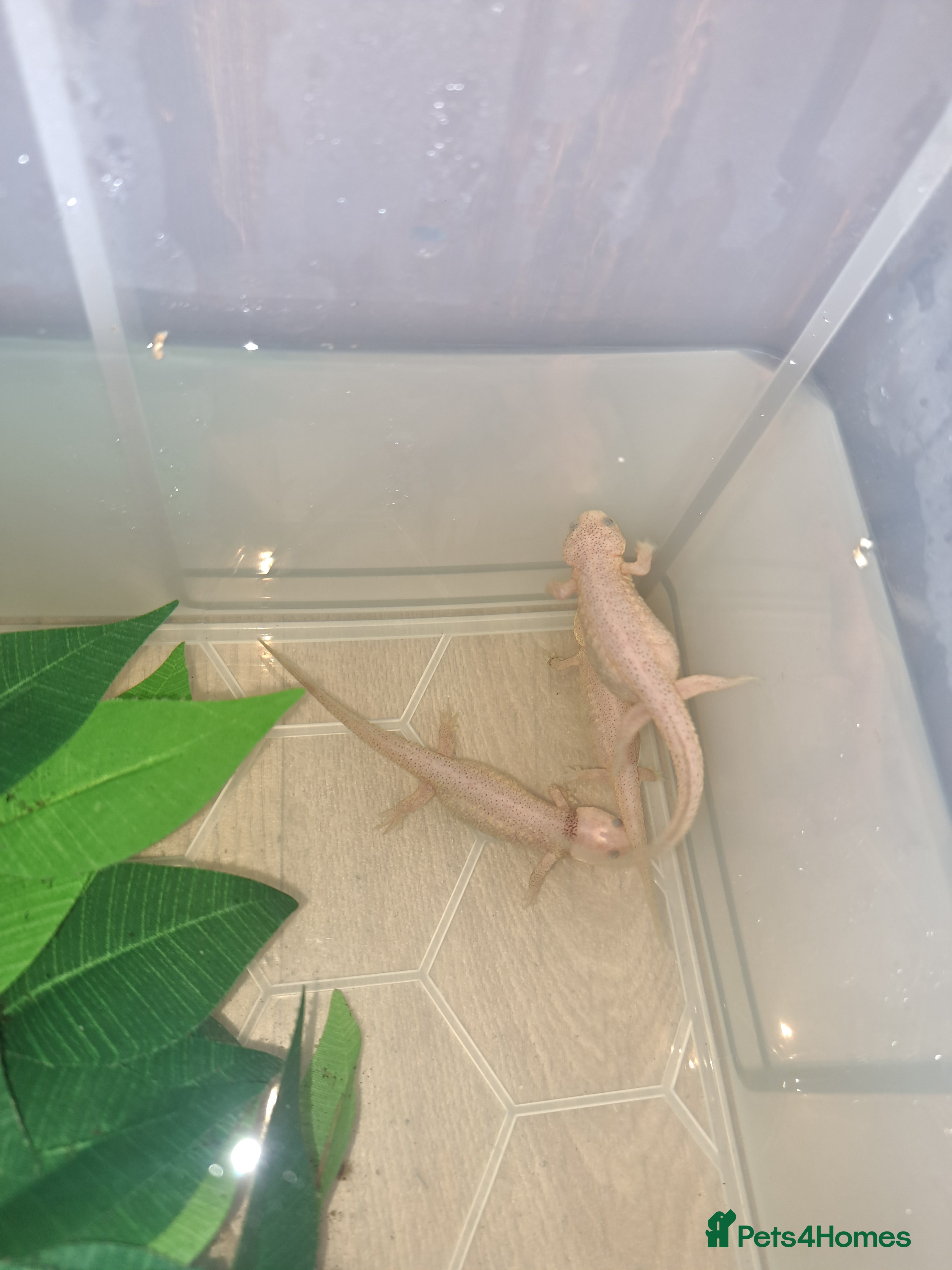 Other/Mixed Breed fish Spanish ribbed newts in Newtown - Advert 1