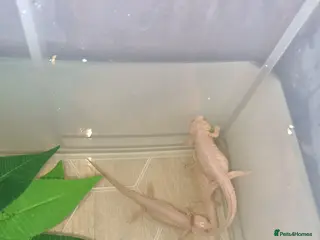 Other/Mixed Breed fish Spanish ribbed newts in Newtown - Advert 1