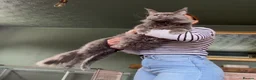 Maine Coon cats for sale: Ready now, Registered Maine Coon kittens - Advert 11
