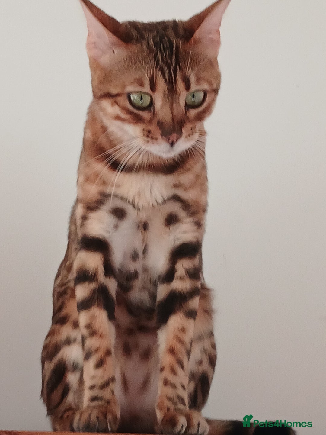 Bengal cats for sale: 3 Beautiful Bengal Kittens for sale - Image 3