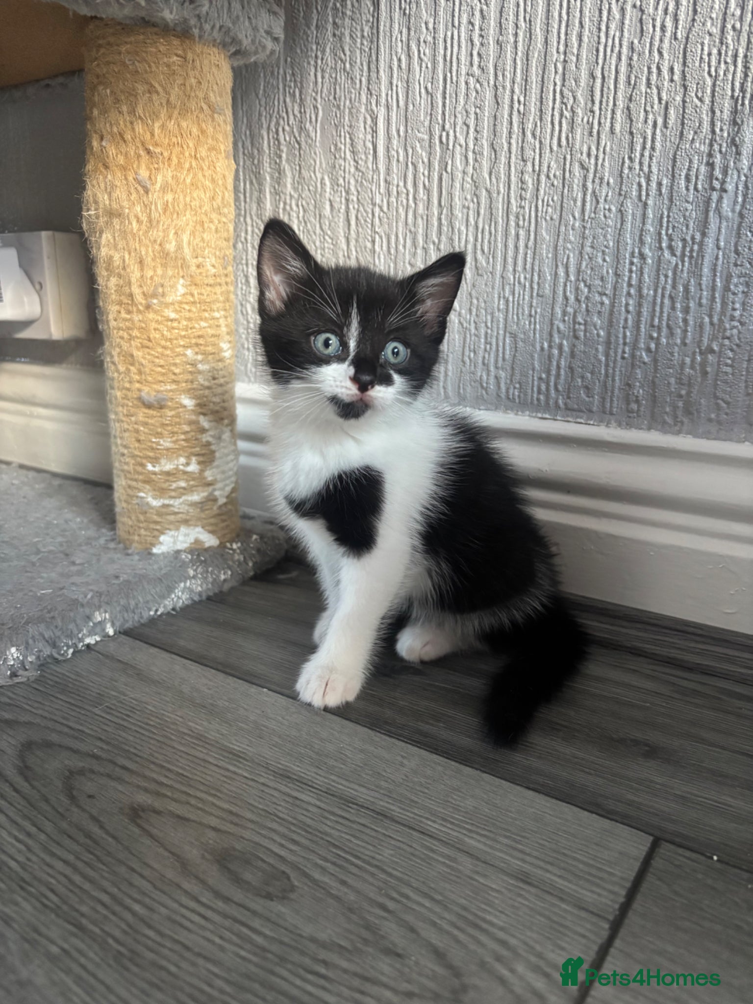 Mixed Breed cats for sale: Kittens Looking for Their Forever Homes 🐾 - Advert 4