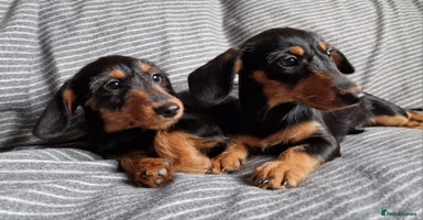 Doxiepoo dogs - Advert 5
