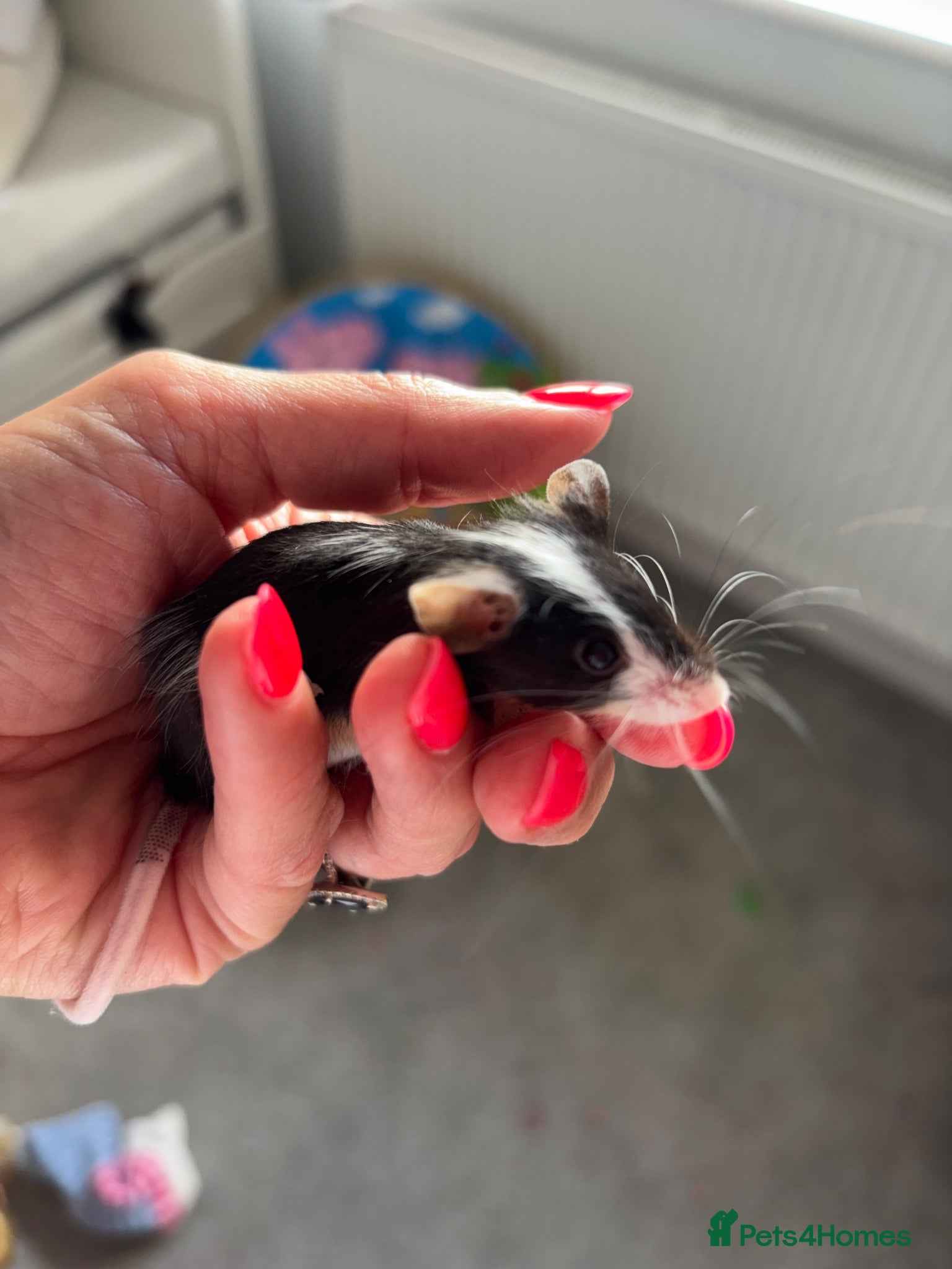 Mouse rodents Fancy Mice for sale - Advert 1